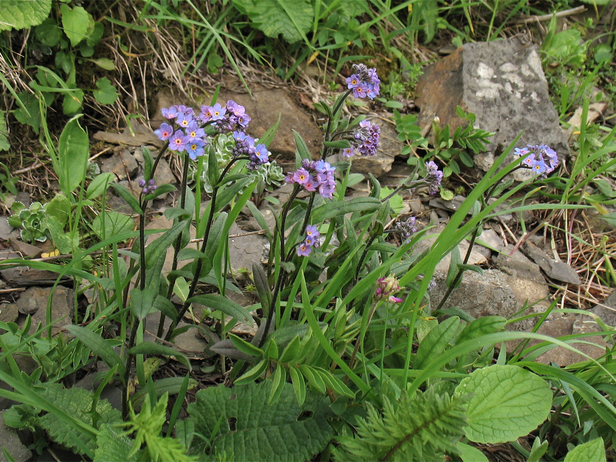 Изображение особи Myosotis alpestris.