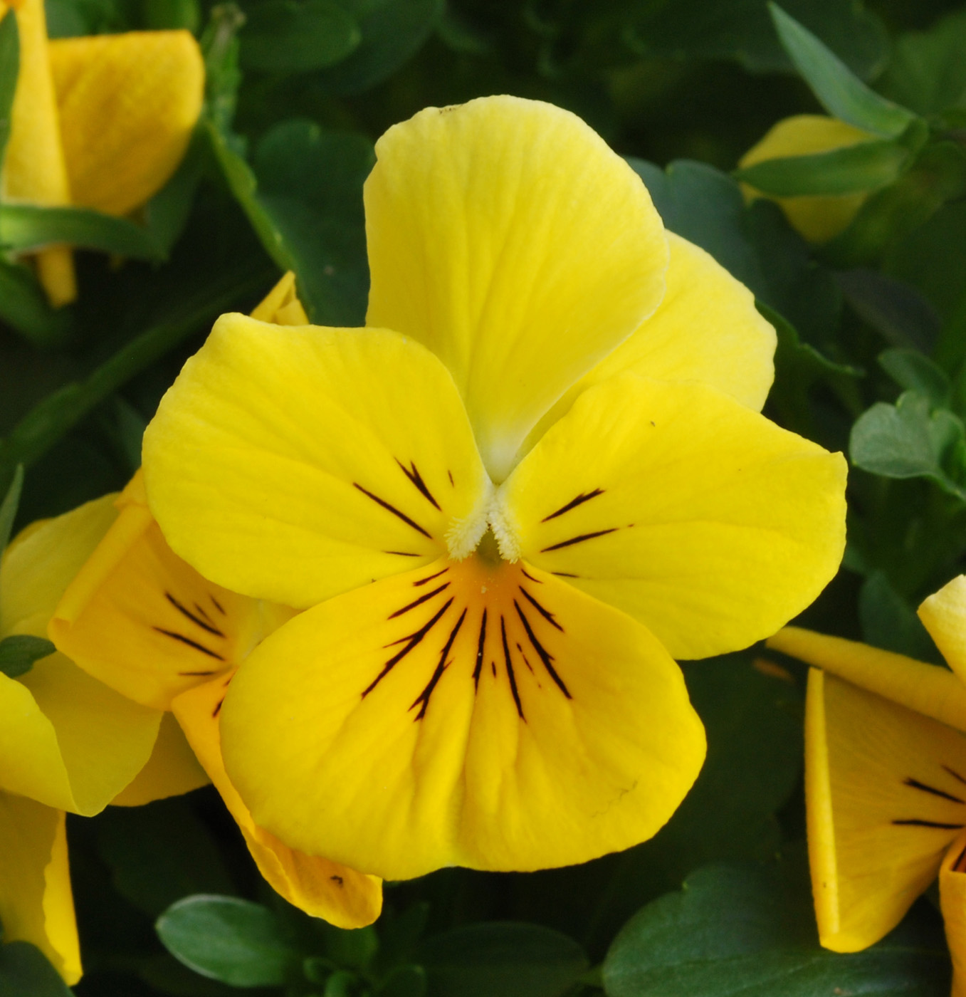 Image of Viola wittrockiana specimen.