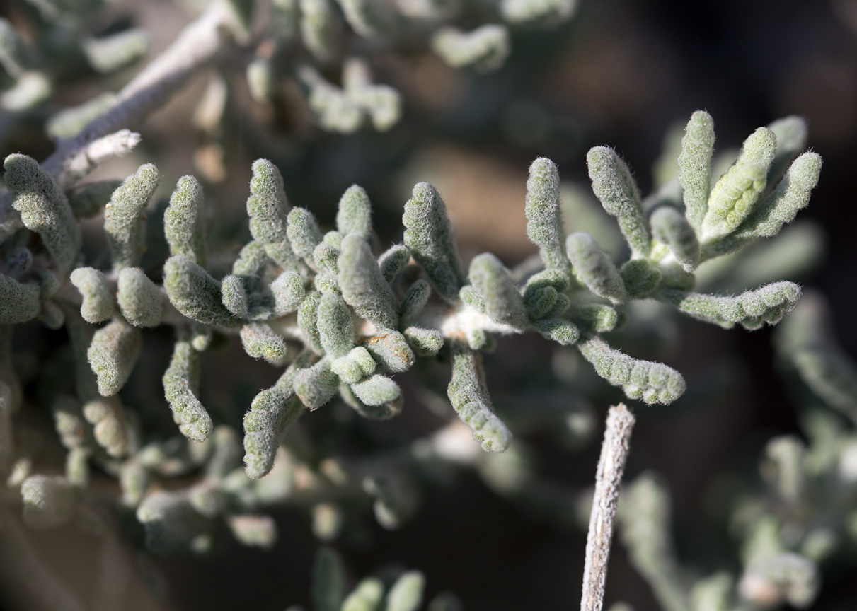 Image of Teucrium capitatum specimen.