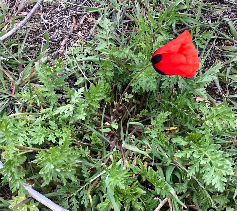 Image of Papaver arenarium specimen.