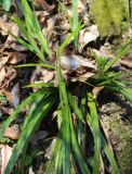 Carex pendula