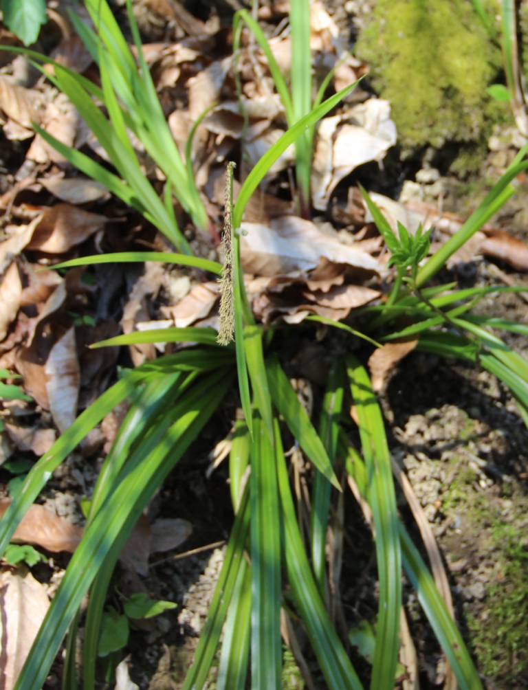 Image of Carex pendula specimen.