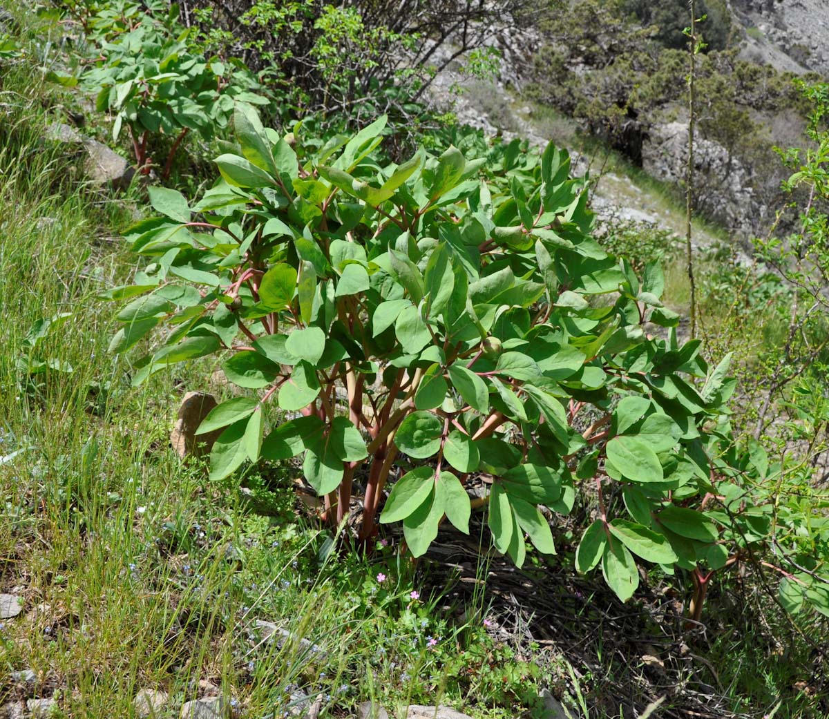 Изображение особи Paeonia mascula.