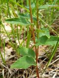 Campanula ruthenica. Средняя часть стебля с листьями. Южный Берег Крыма, Ялта, ущелье Уч-Кош. 04.06.2010.
