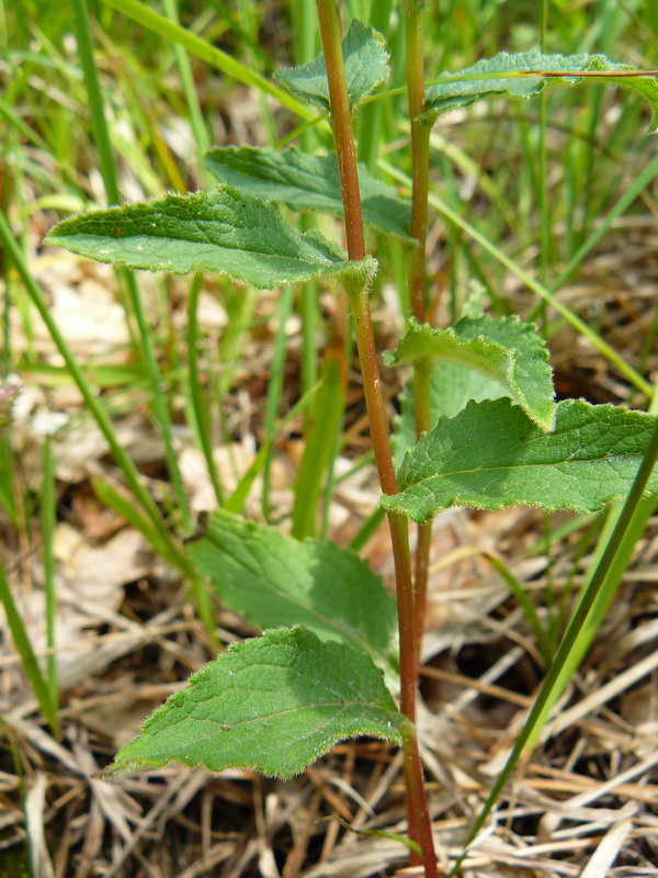 Изображение особи Campanula ruthenica.