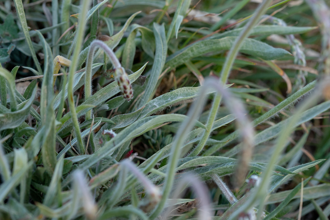 Image of Plantago albicans specimen.