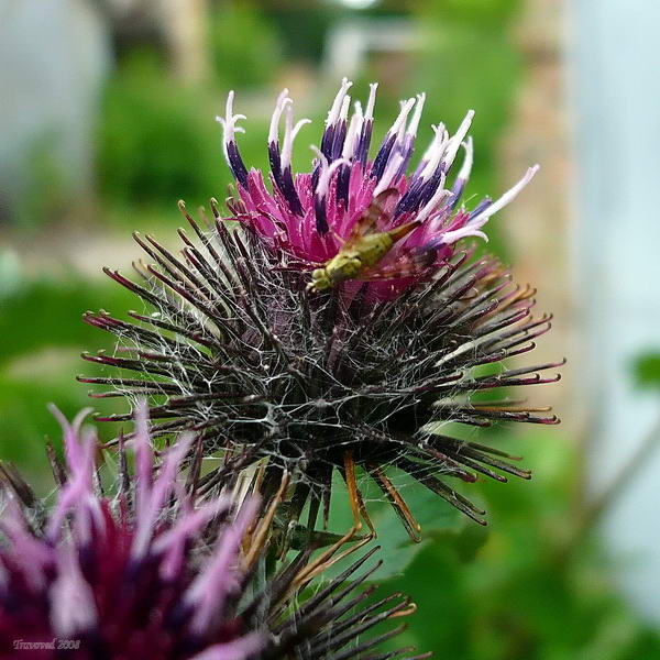 Изображение особи Arctium tomentosum.