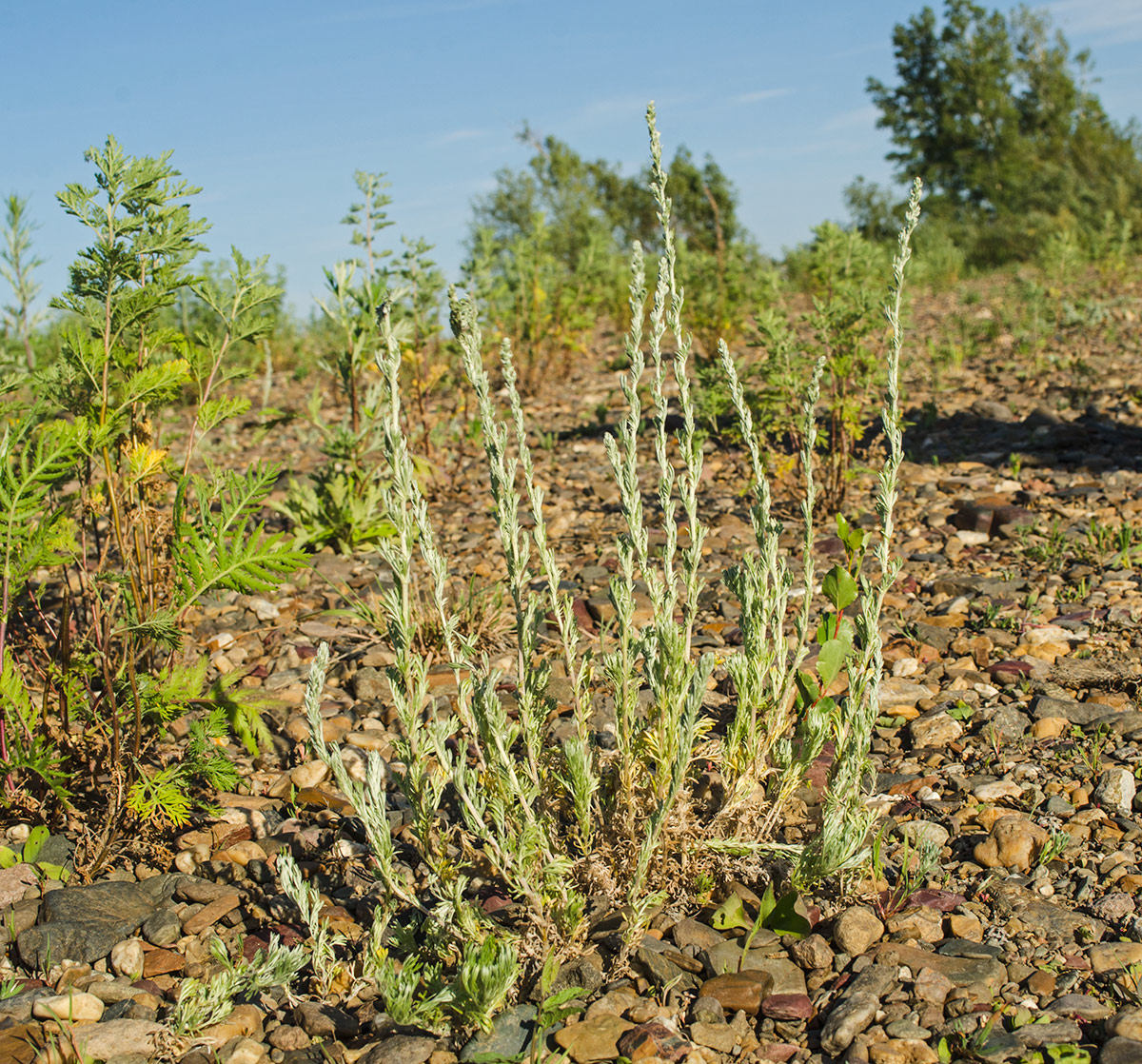 Image of Artemisia austriaca specimen.