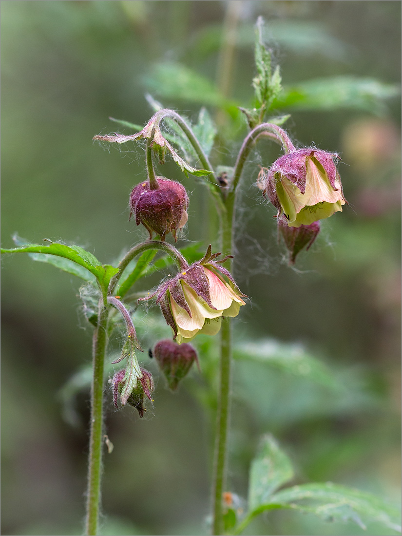 Изображение особи Geum rivale.