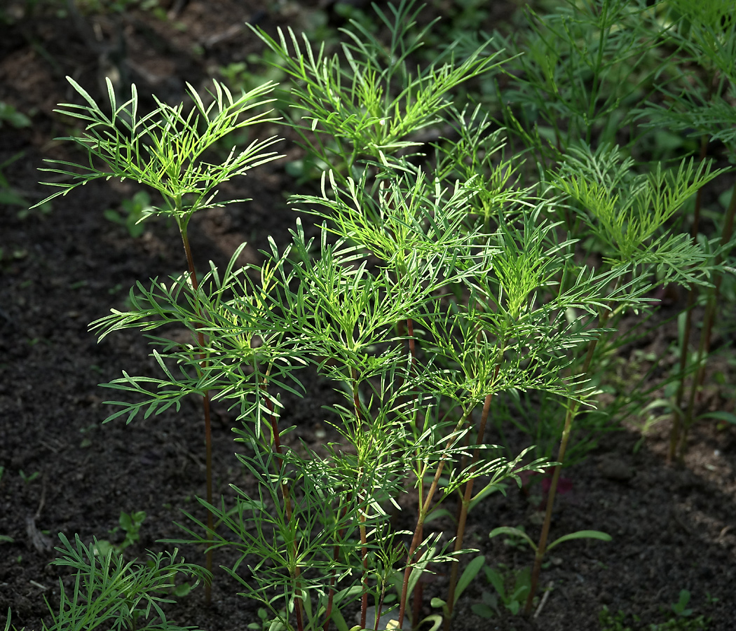 Изображение особи Cosmos bipinnatus.