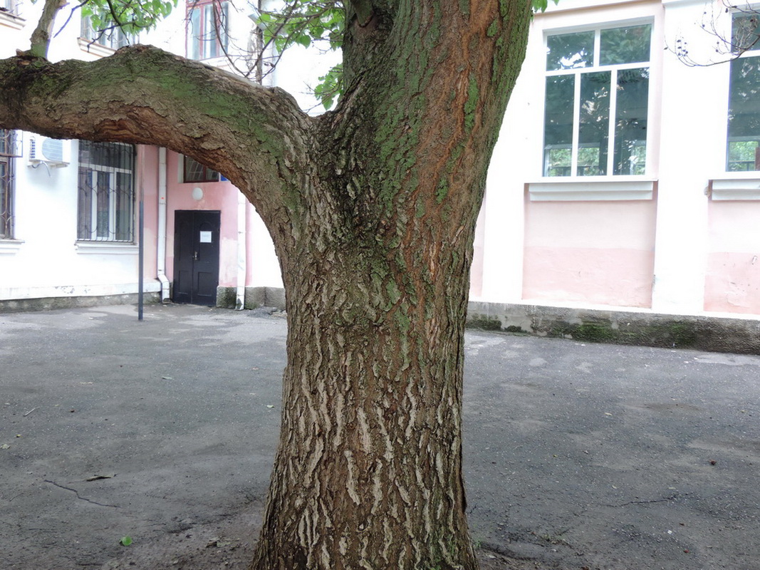 Image of Paulownia tomentosa specimen.