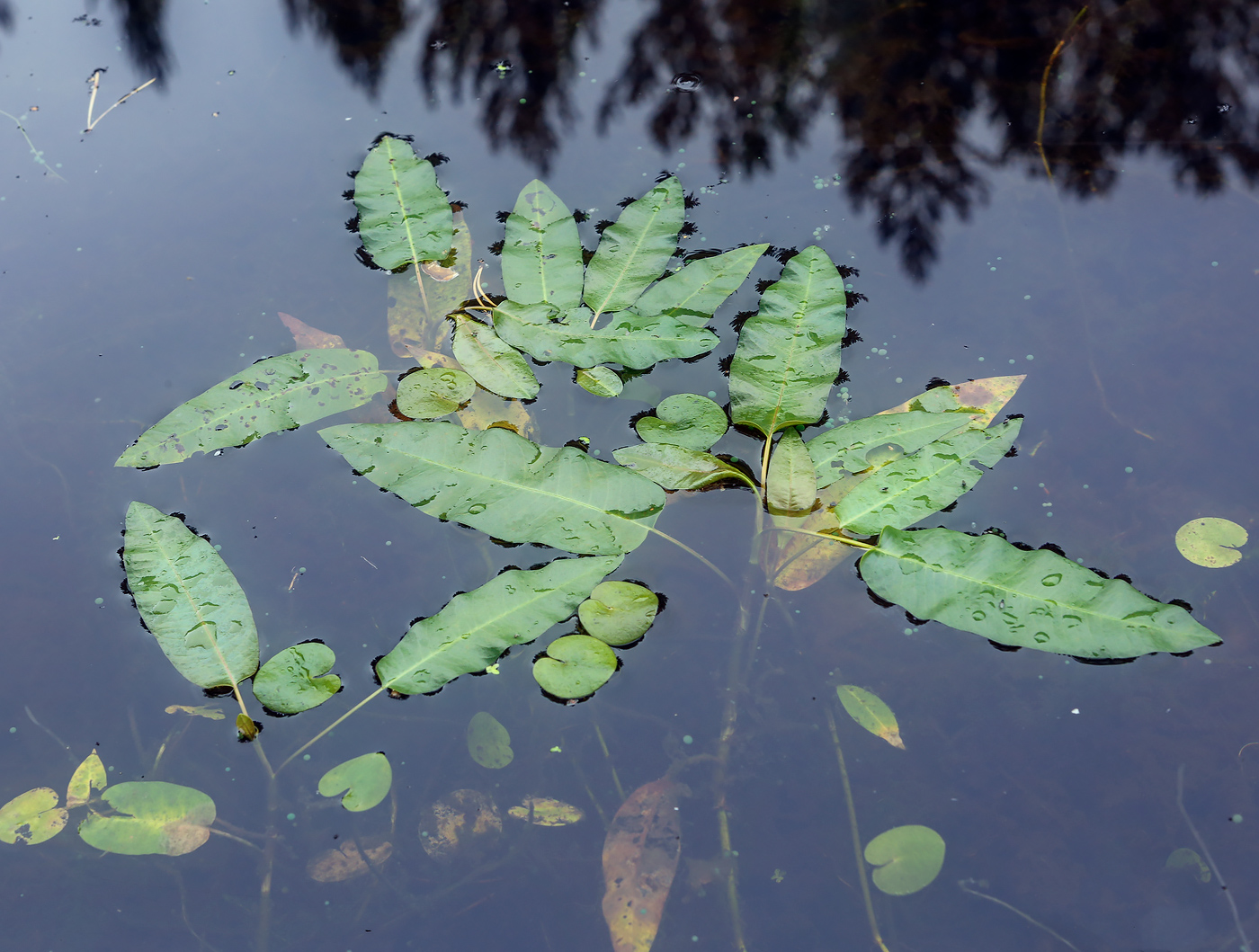 Image of Persicaria amphibia specimen.