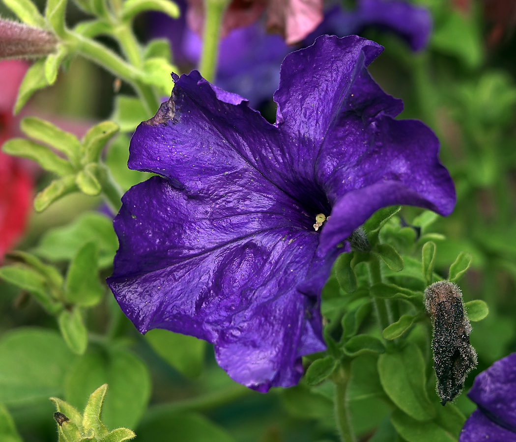 Image of Petunia &times; atkinsiana specimen.