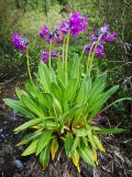 Primula nivalis