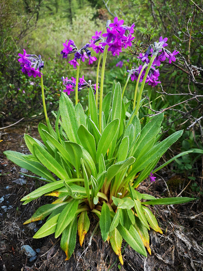 Изображение особи Primula nivalis.