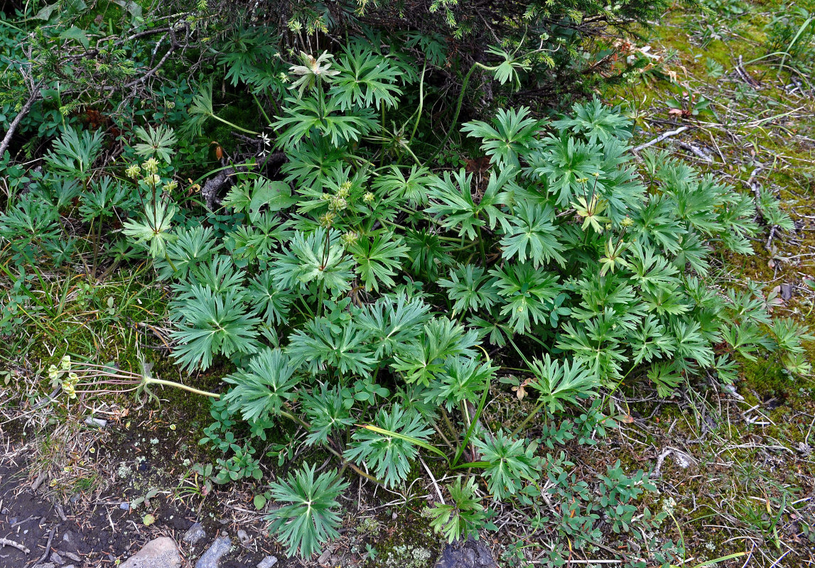 Изображение особи Anemonastrum biarmiense.