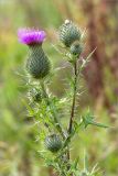 Cirsium vulgare. Верхушка веточки с соцветиями. Беларусь, Витебская обл., дер. Сурмино, луг на песчаном берегу озера. 30.07.2019.