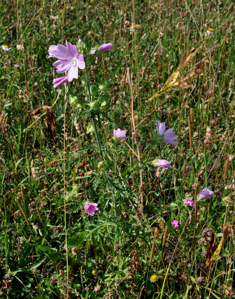 Изображение особи Malva moschata.