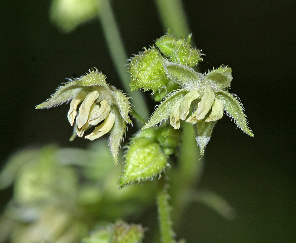 Image of Humulopsis scandens specimen.