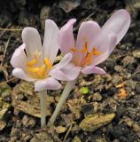 Colchicum umbrosum