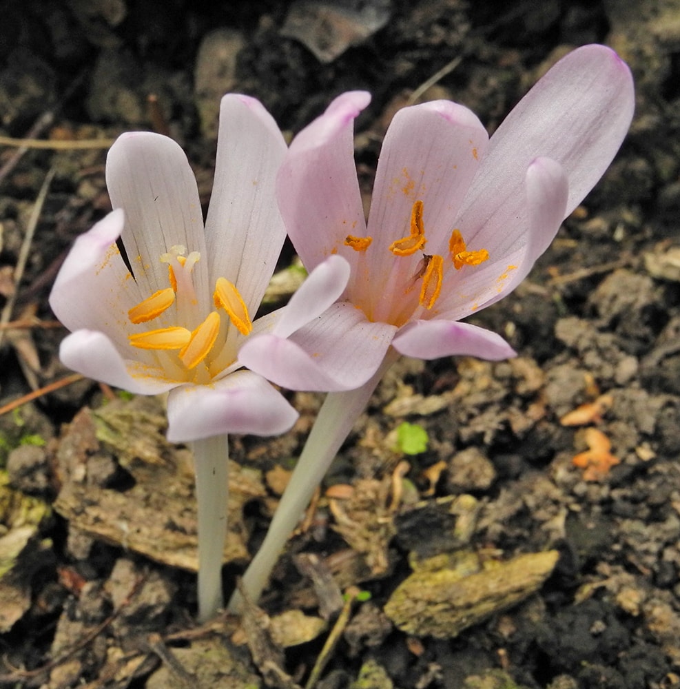 Изображение особи Colchicum umbrosum.