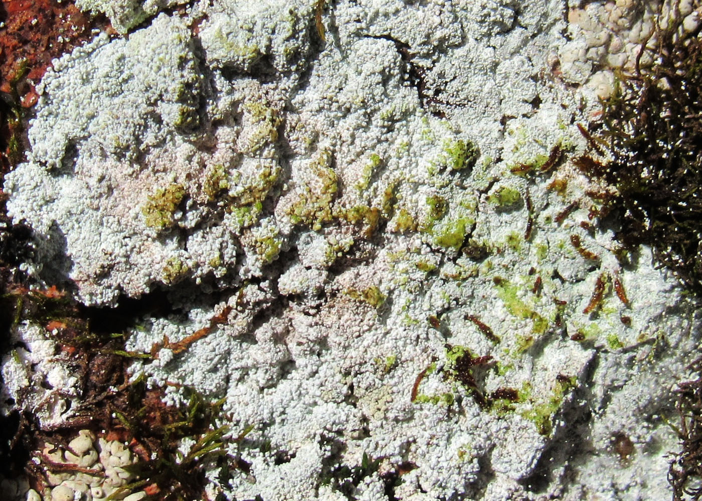 Image of genus Lepraria specimen.