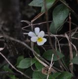 genus Viola. Цветок (листья принадлежат другому растению, вероятно Parietaria). Грузия, край Самцхе-Джавахети, Аспиндзский муниципалитет, край Эрушетского нагорья, окр. монастыря Зеда Вардзиа. 02.05.2019.