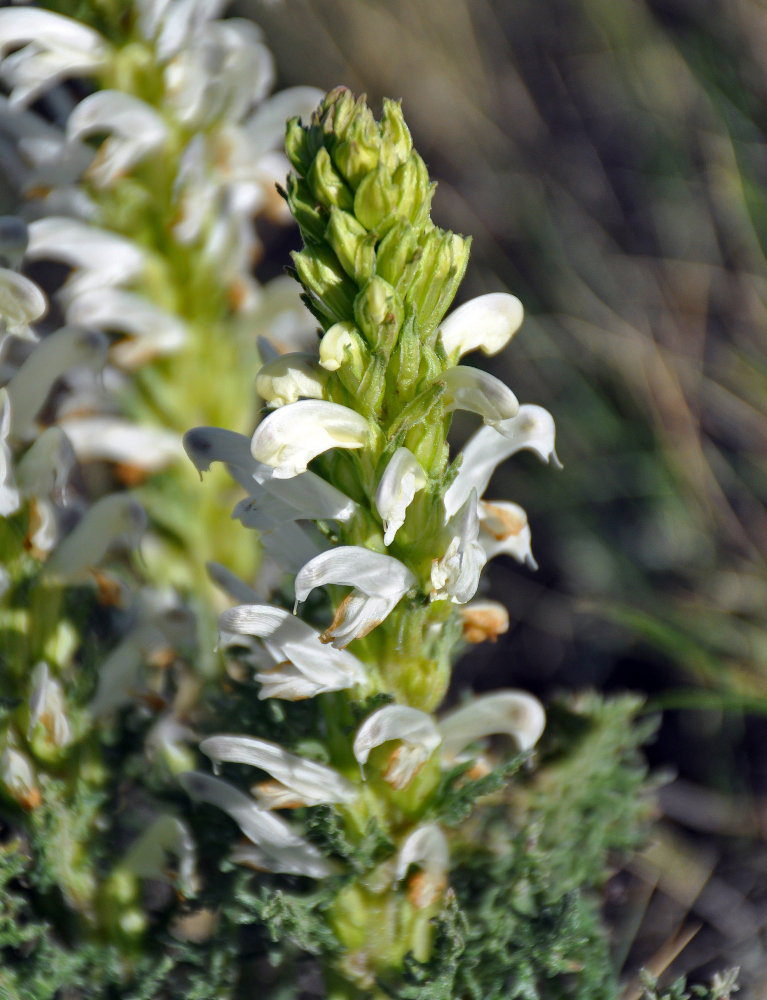 Изображение особи Pedicularis achilleifolia.