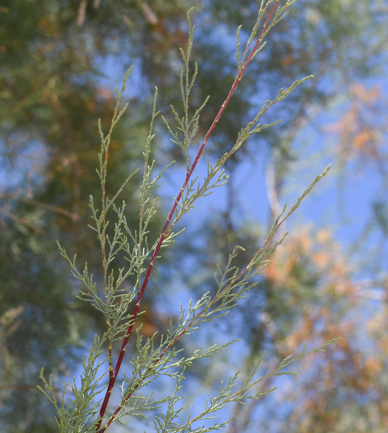 Изображение особи Tamarix canariensis.