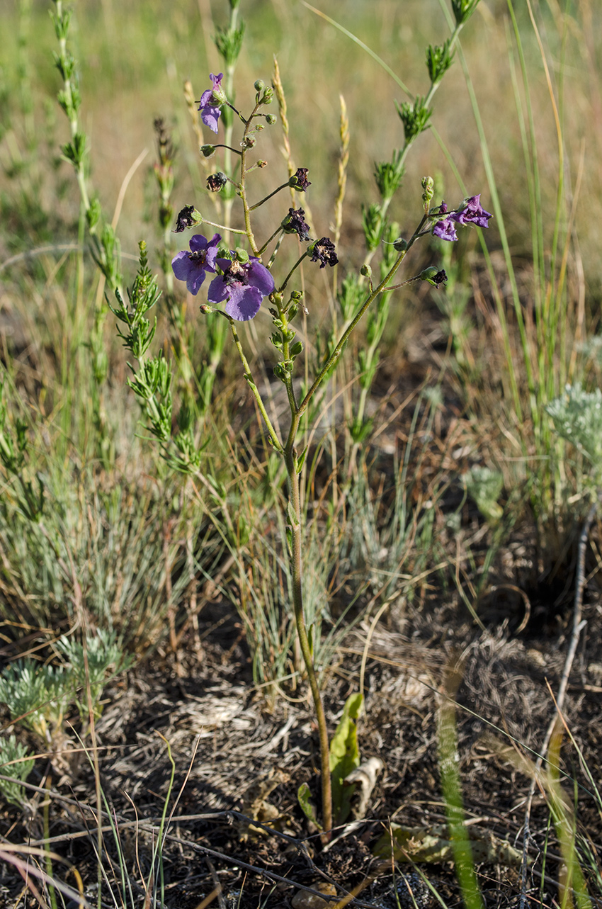 Image of Verbascum phoeniceum specimen.