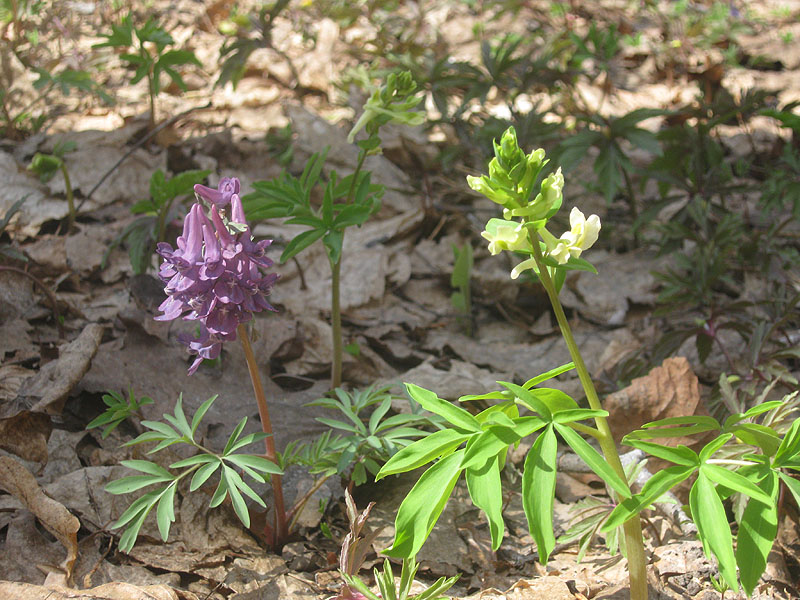 Image of Corydalis marschalliana specimen.