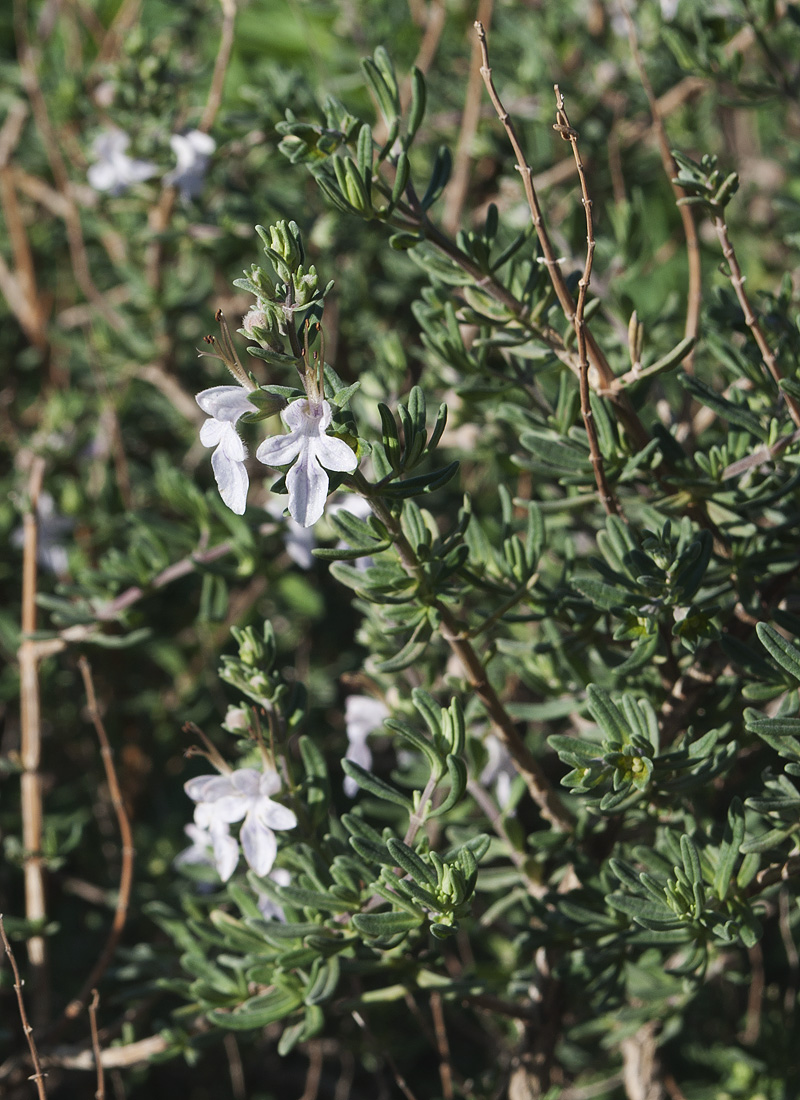 Image of Rosmarinus officinalis specimen.