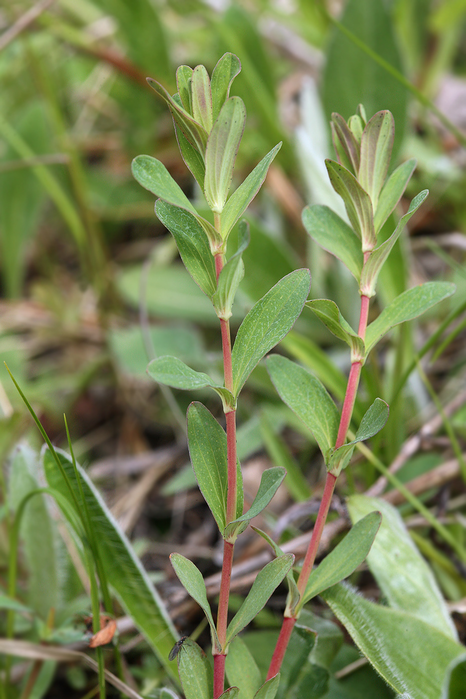 Изображение особи Hypericum perforatum.