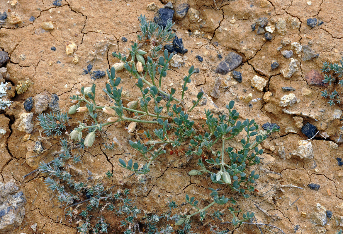 Image of Zygophyllum pinnatum specimen.