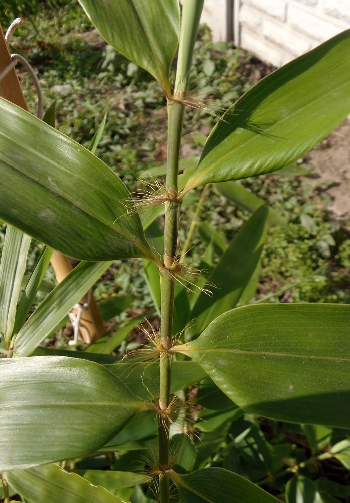 Изображение особи семейство Poaceae.