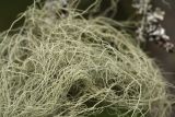 Usnea barbata