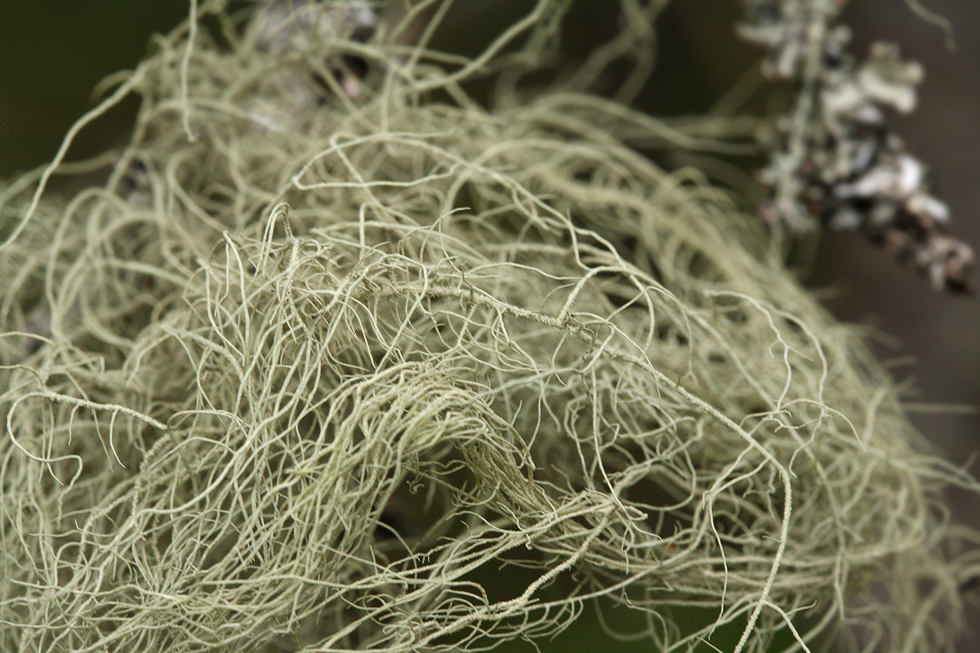 Image of Usnea barbata specimen.