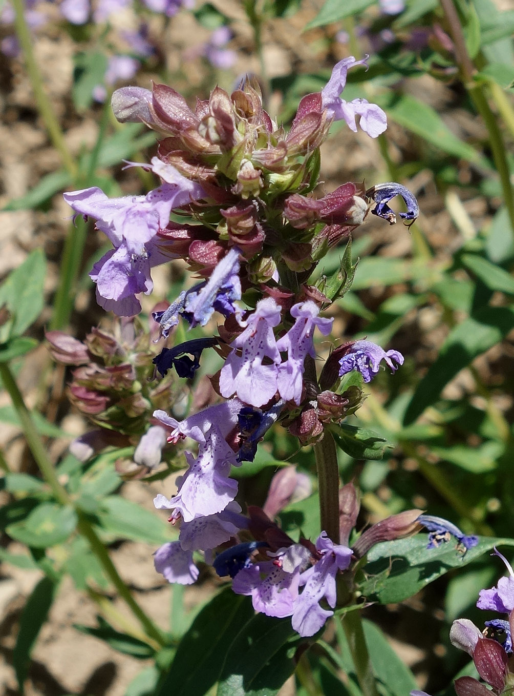 Image of Dracocephalum integrifolium specimen.