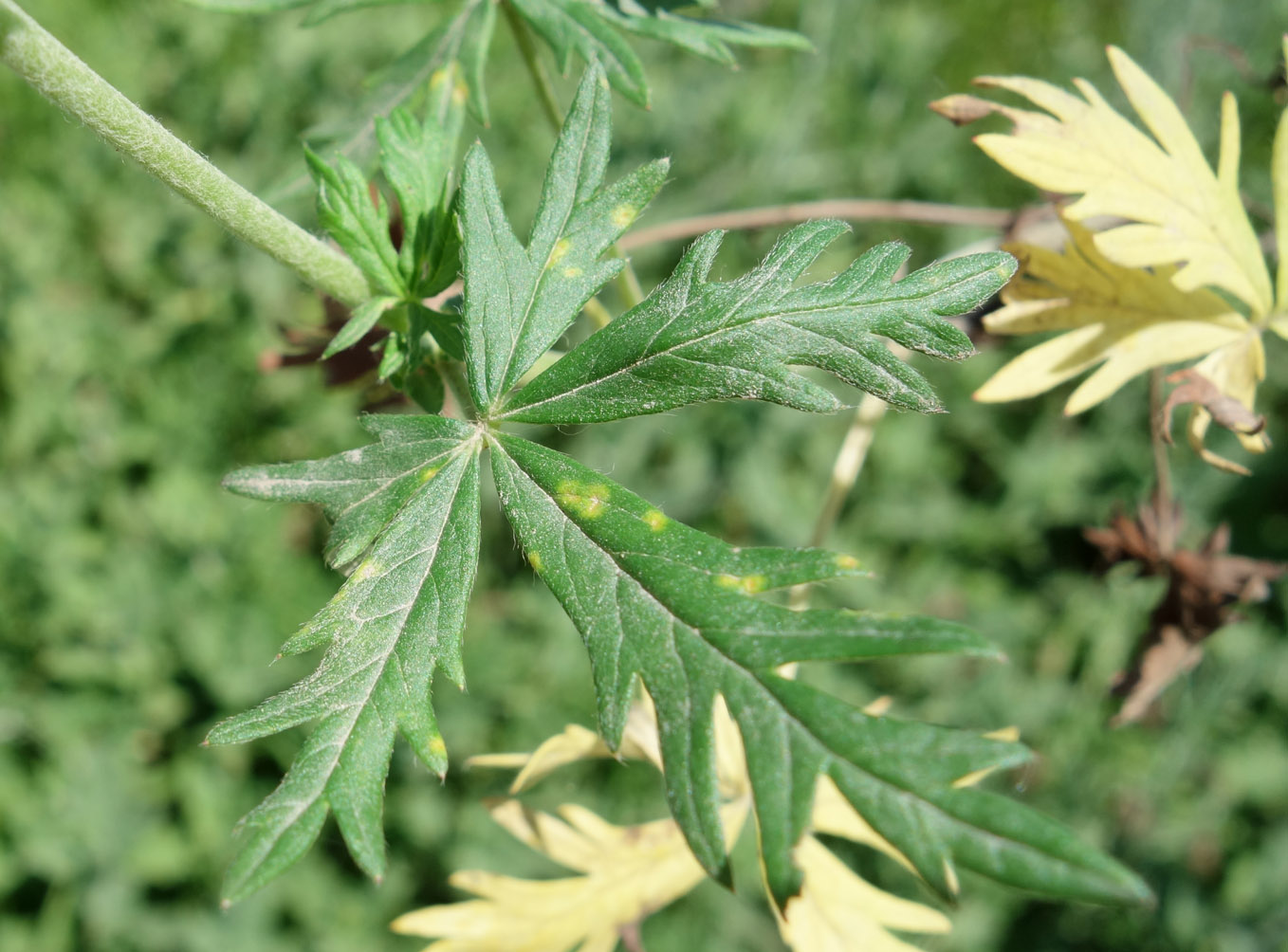 Изображение особи Potentilla canescens.