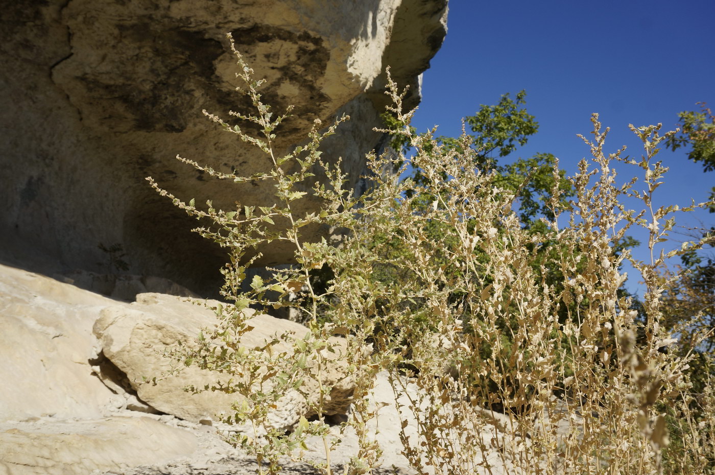 Image of Atriplex rosea specimen.