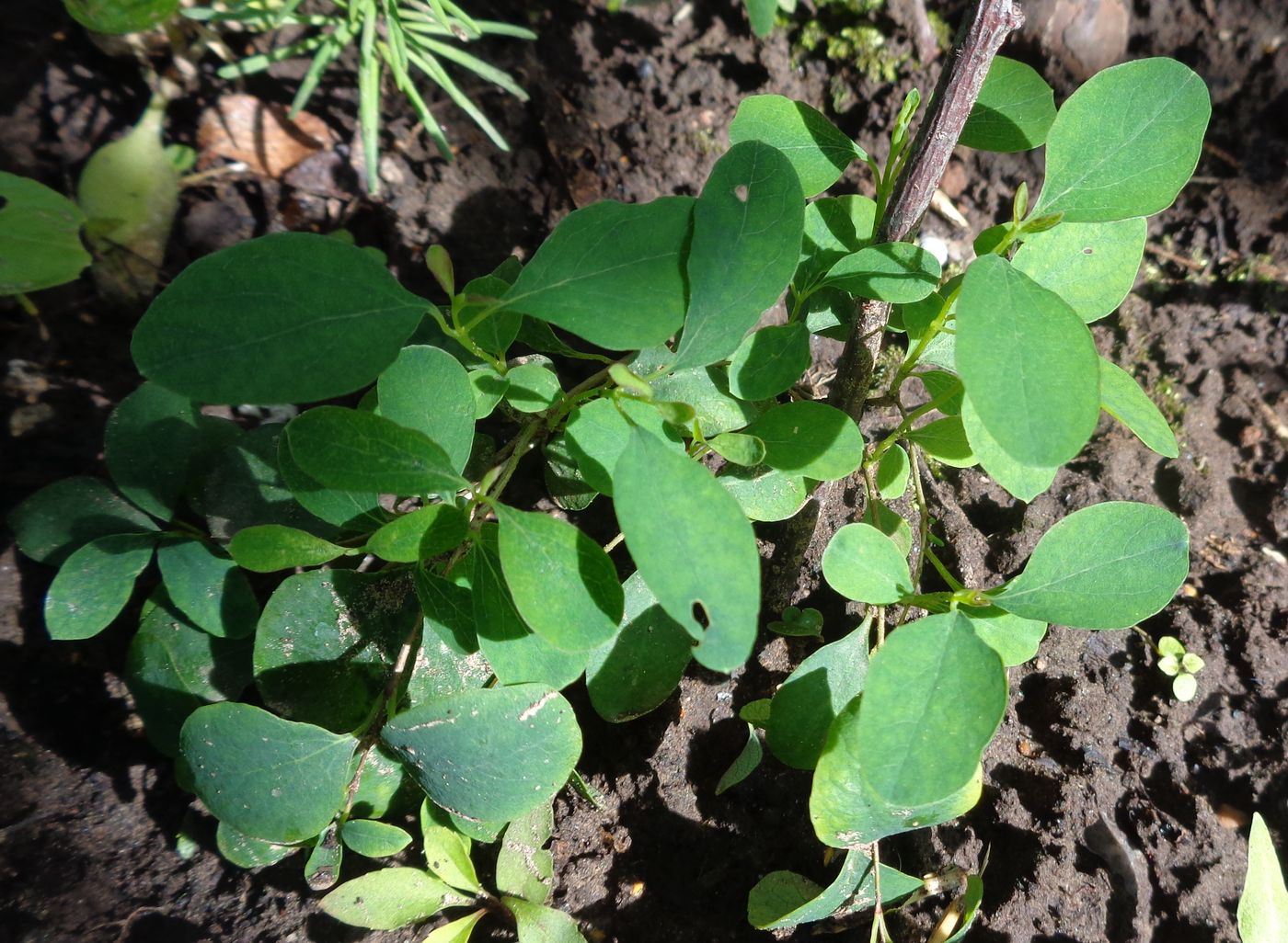 Image of Symphoricarpos albus var. laevigatus specimen.