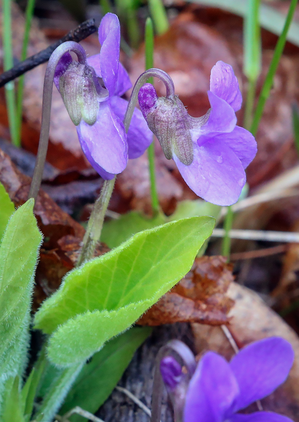 Image of Viola collina specimen.