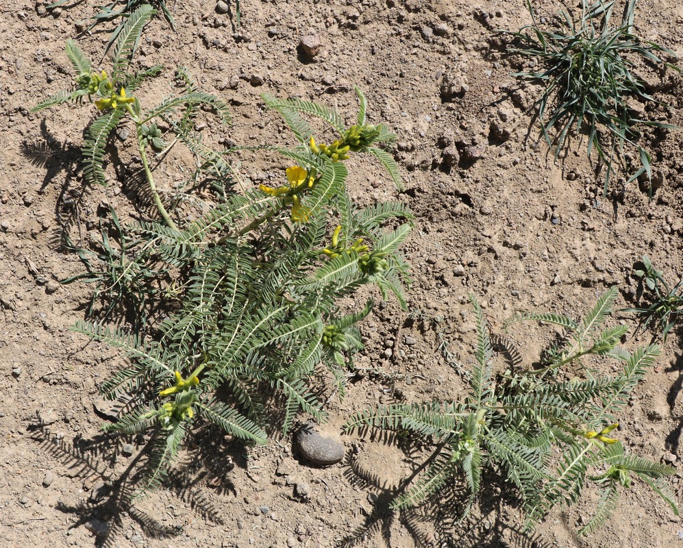 Изображение особи Astragalus nachitschevanicus.