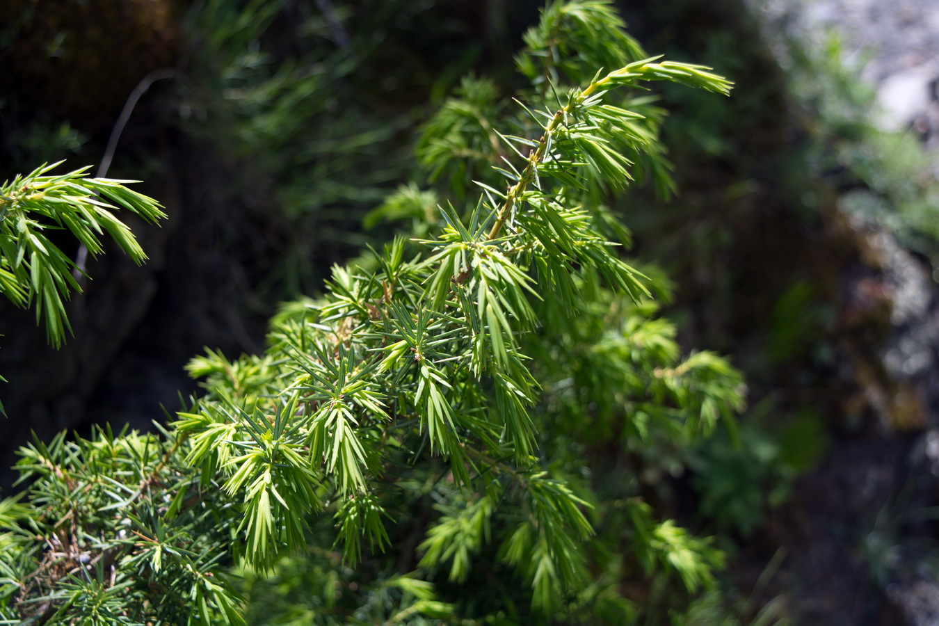 Image of Juniperus deltoides specimen.