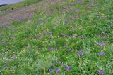 Geranium gymnocaulon