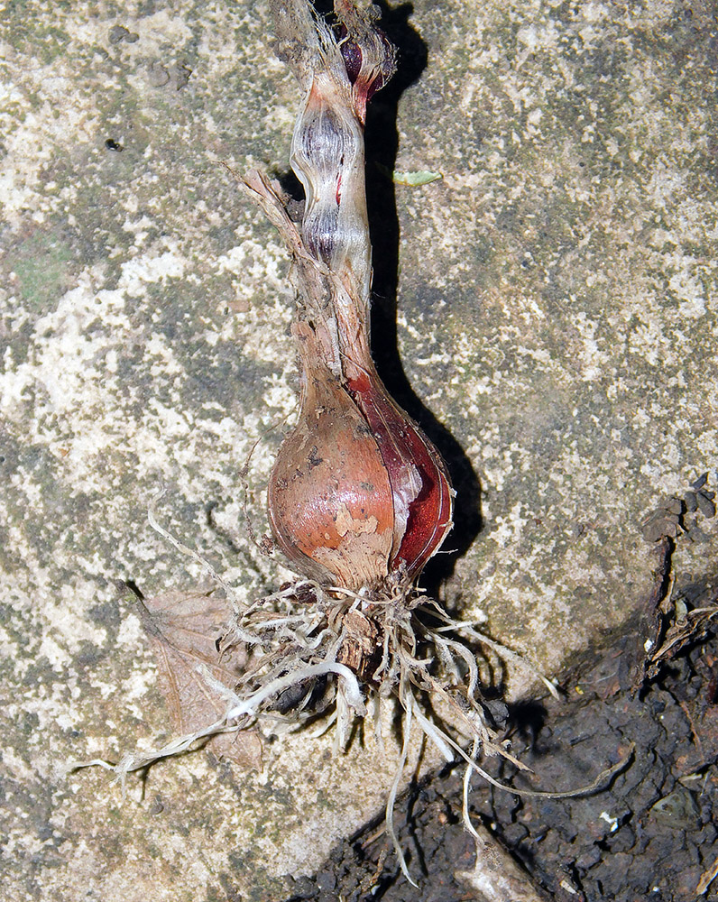 Image of Allium rotundum specimen.