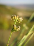 Bupleurum boissieri