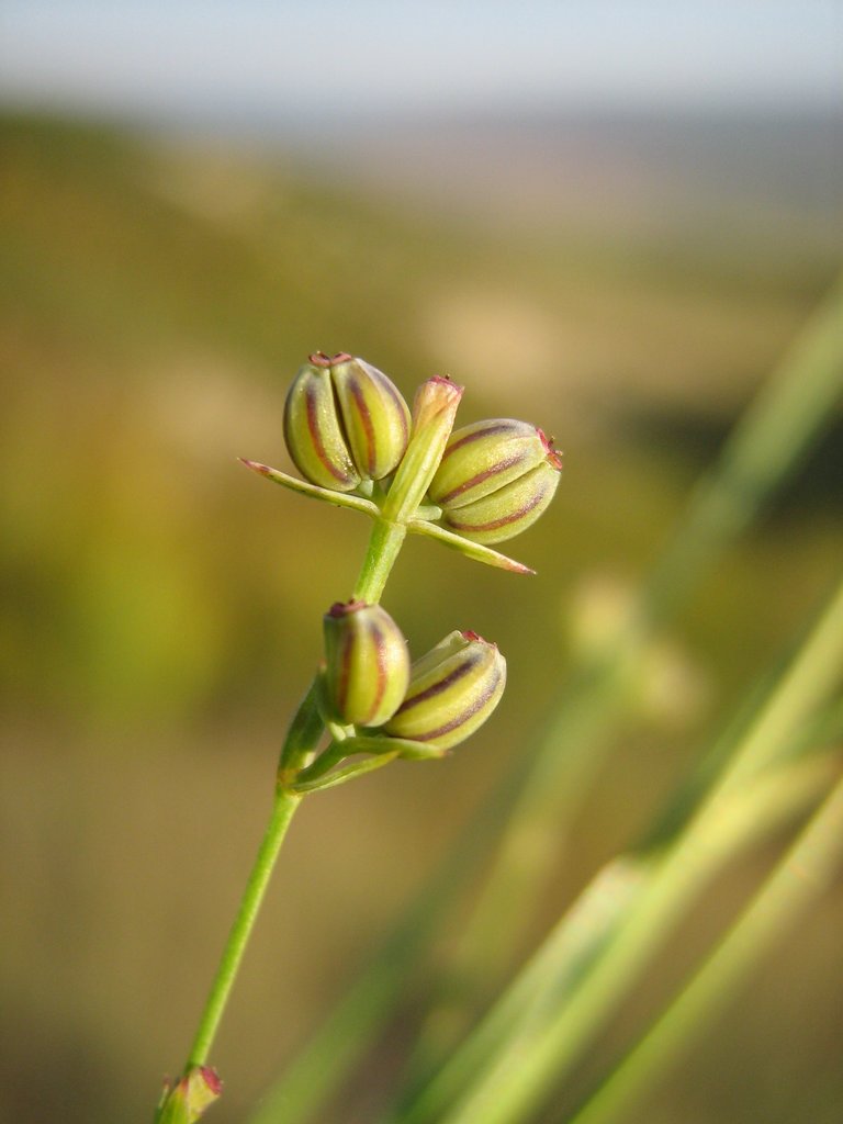 Image of Bupleurum boissieri specimen.