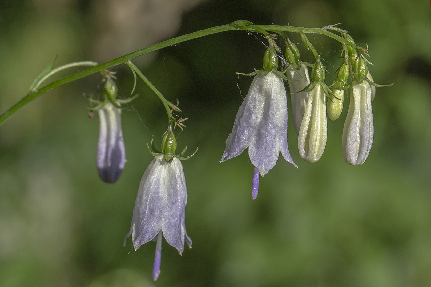 Изображение особи Adenophora liliifolia.