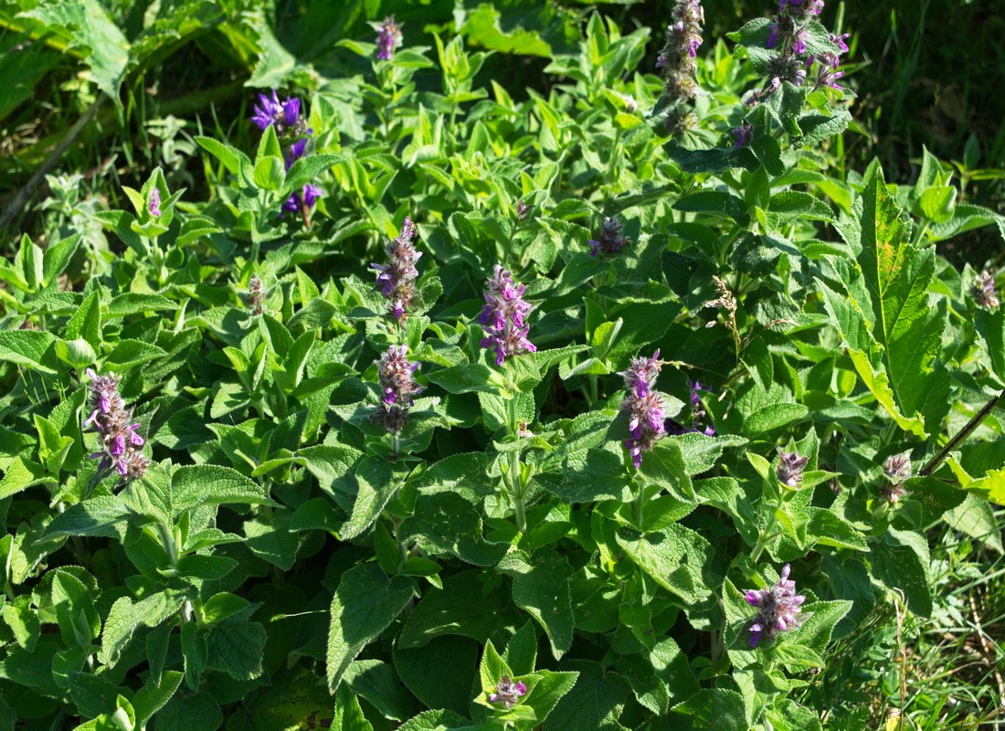 Изображение особи род Stachys.